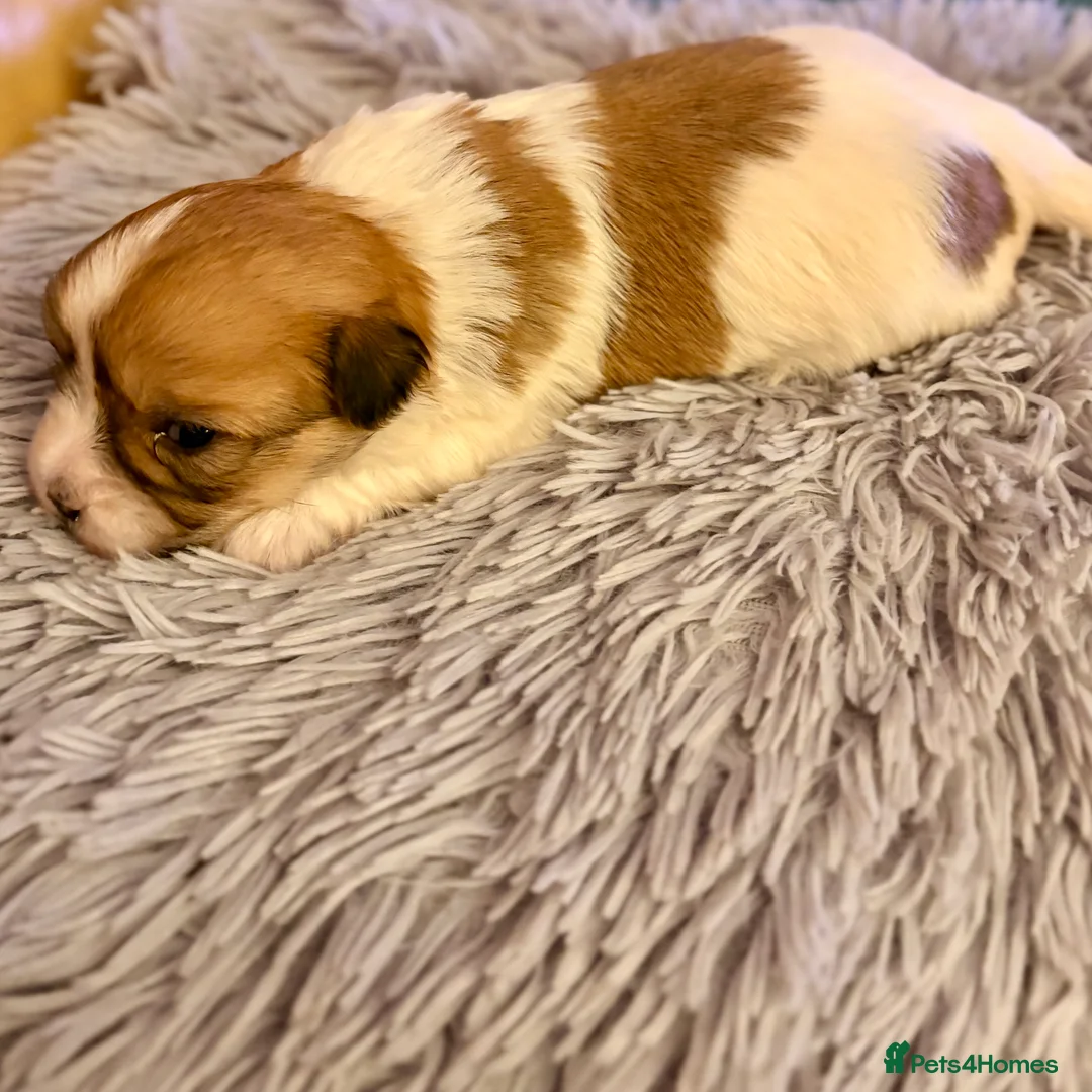 Coton De Tulear dogs for sale: K.C reg Coton de Tulear Puppies inc World Champion - Advert 8