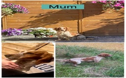 Cockapoo dogs for sale: 🌸Extensively health tested F1 Cockapoo’s🌸 - Image 3