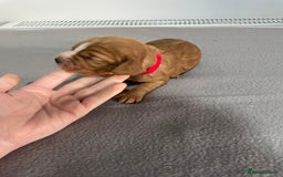 Cocker Spaniel dogs for sale: Cocker Spaniel Puppies - Advert 11