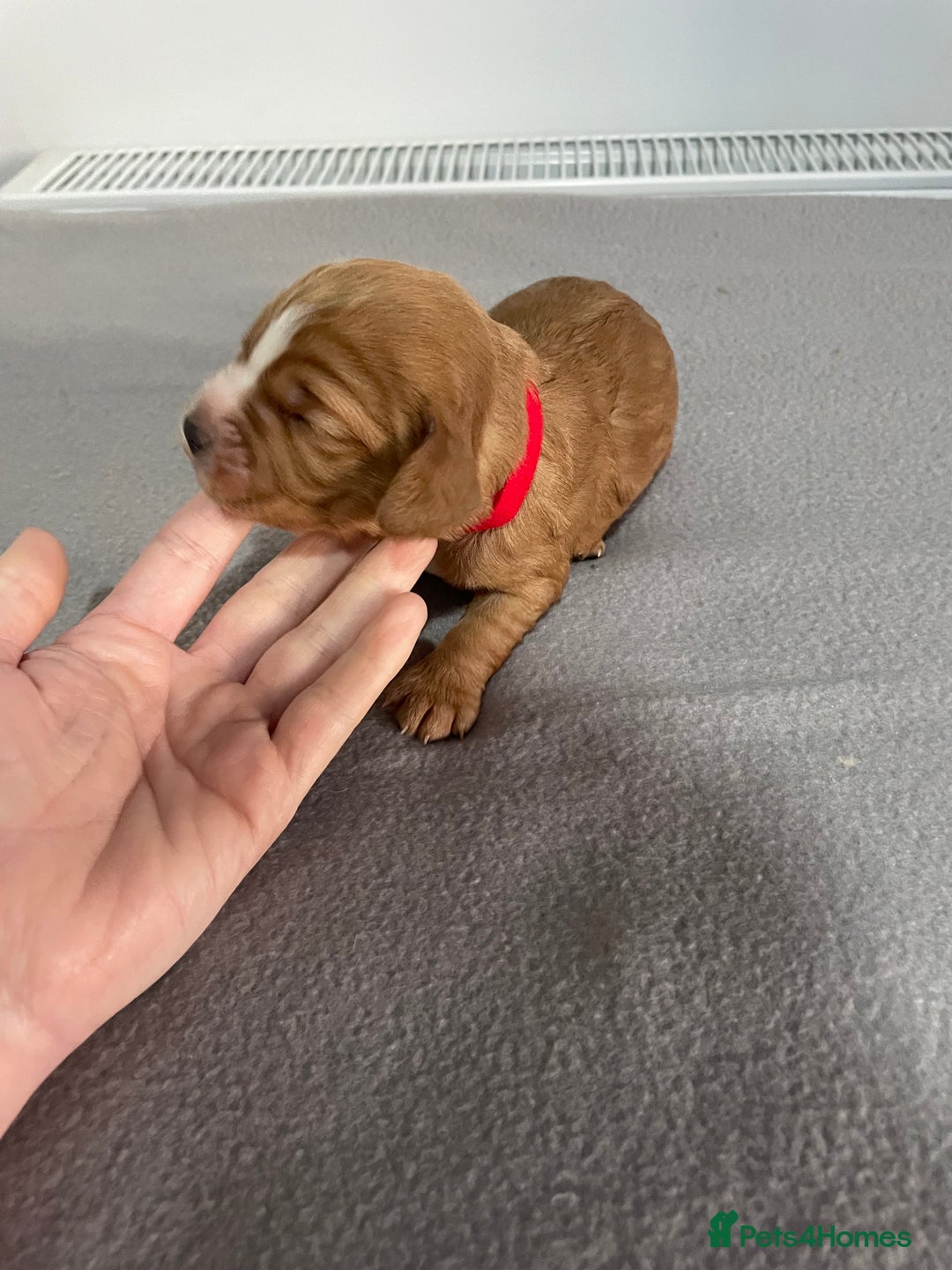 Cocker Spaniel dogs for sale: Cocker Spaniel Puppies - Advert 11