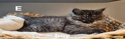 Maine Coon cats for sale: Large Maine Coon kittens regd European bloodline - Advert 33