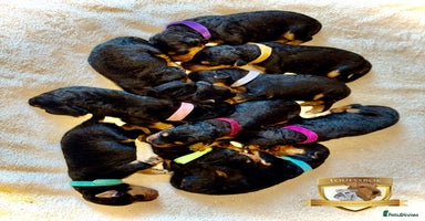 Airedale Terrier dogs - Advert 7
