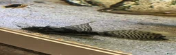 Plecos fish for sale: 2 MALE Breeding age Longfin Bristlenose - Advert 6