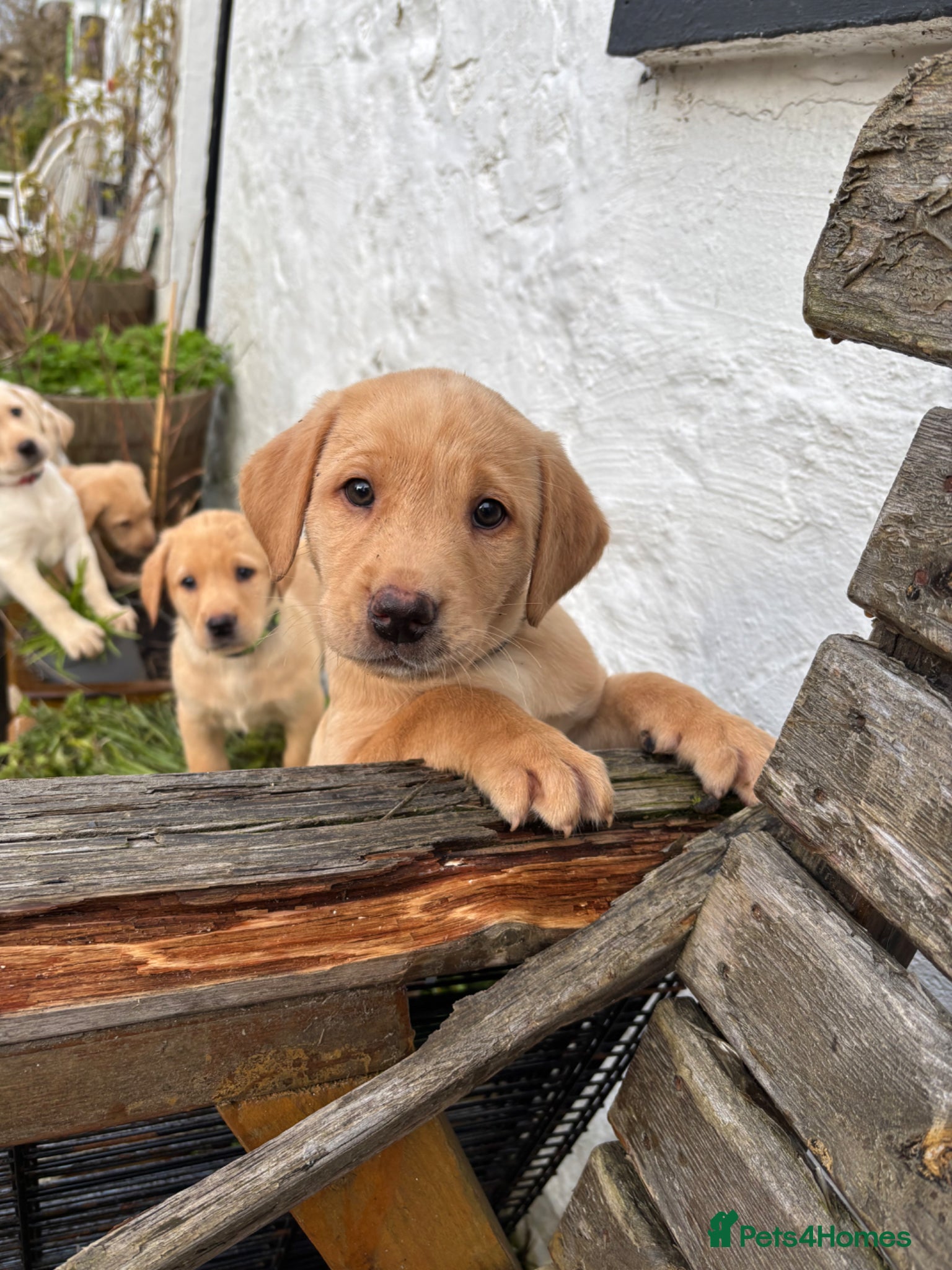 Labrador Retriever dogs KC registered yellow Labrador puppies - Advert 1