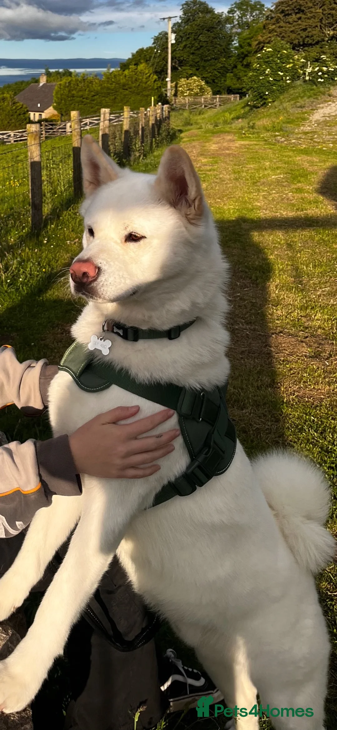 Akita dogs for sale: Akita for sale  in Darlington - Advert 2