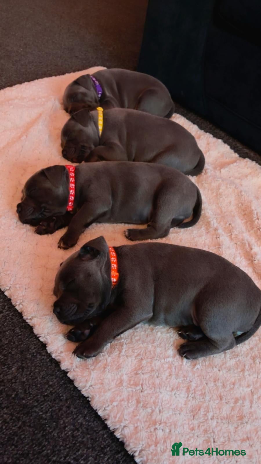 Staffordshire Bull Terrier dogs 1 Remaining KC REG Blue Staff Bull Terrier Puppies - Advert 1
