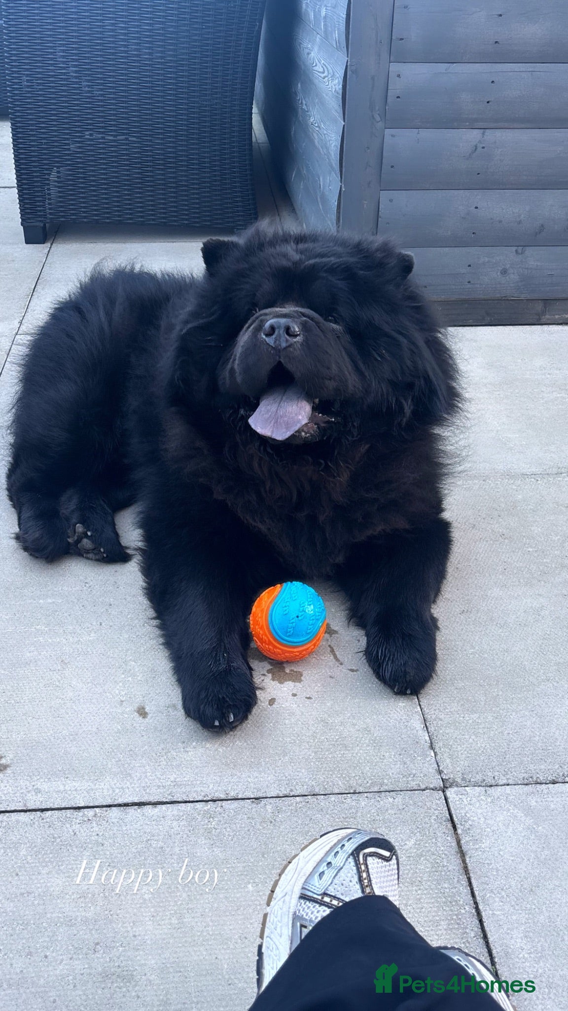 Chow Chow dogs Parker the chow chow  - Advert 1
