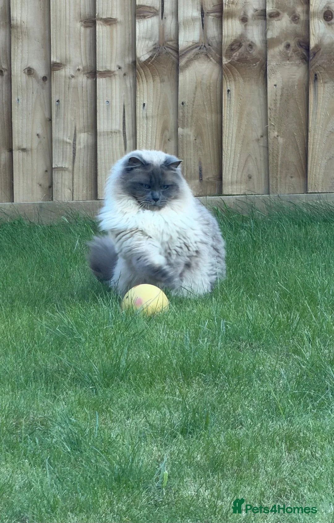 Ragdoll cats for sale: 18 months old Gorgeous blue point ragdoll male - Advert 2
