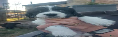 Sprocker 5