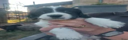 Sprocker dogs for sale: Working Sprocker pups for sale in Sheffield - Advert 6