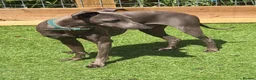 Italian Greyhound dogs for stud: Spanish import KC Italian greyhound for stud - Advert 3