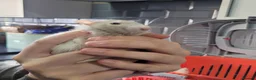 Rat rodents for sale: 2 baby male rats - Advert 9