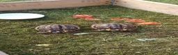 Hermann Tortoise reptiles for sale: Two testudo hermanni hermanni dwarf tortoises fm - Advert 5