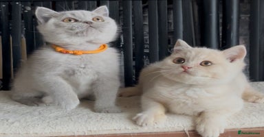 British Shorthair cats - Advert 12