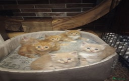 Maine Coon cats for sale: I have Beautiful healthy maicoon XL  - Image 31