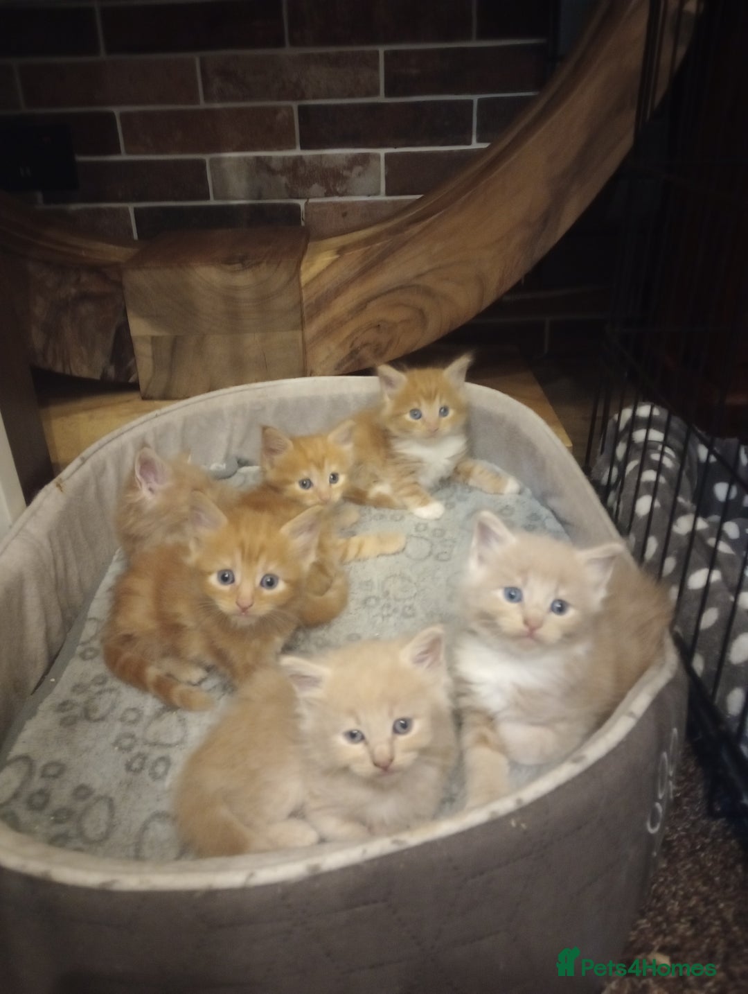 Maine Coon cats for sale: I have Beautiful healthy maicoon XL  - Image 31