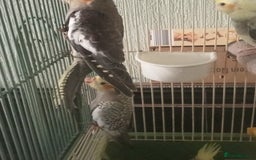 Cockatiels birds for sale: Parent reared young cockatiels  - Image 3
