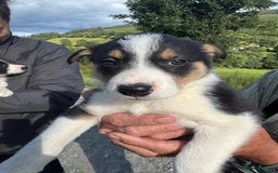 Border Collie dogs for sale: Mid Wales border collie pups  - Image 1
