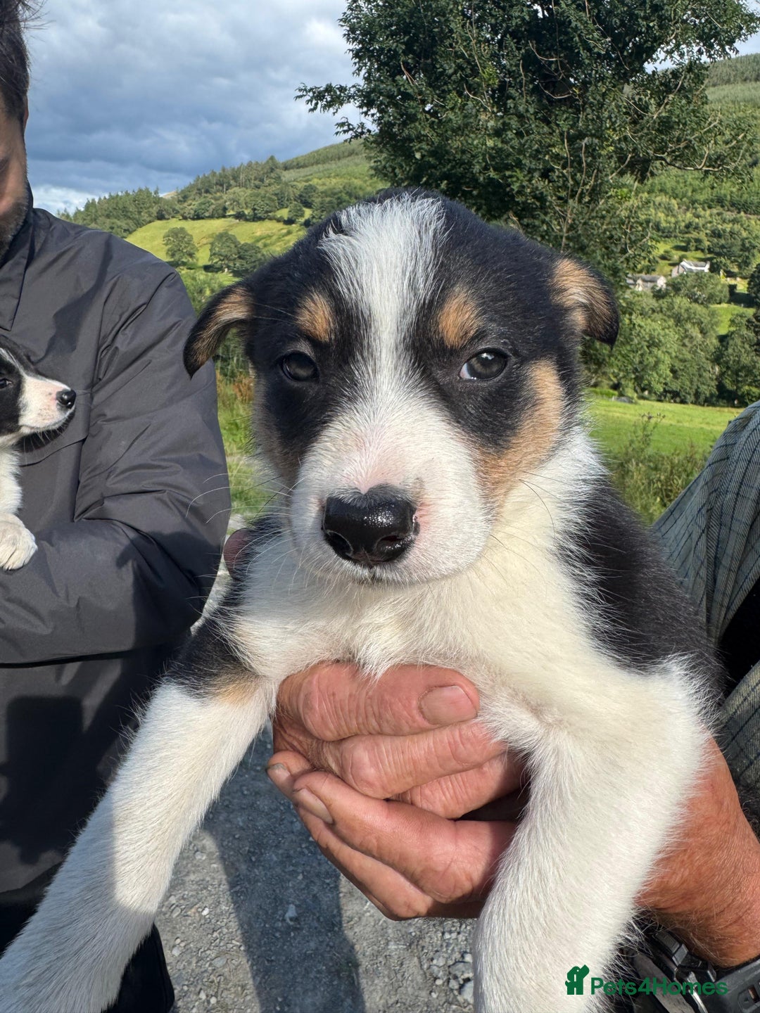 Border Collie dogs for sale: Mid Wales border collie pups  - Image 1
