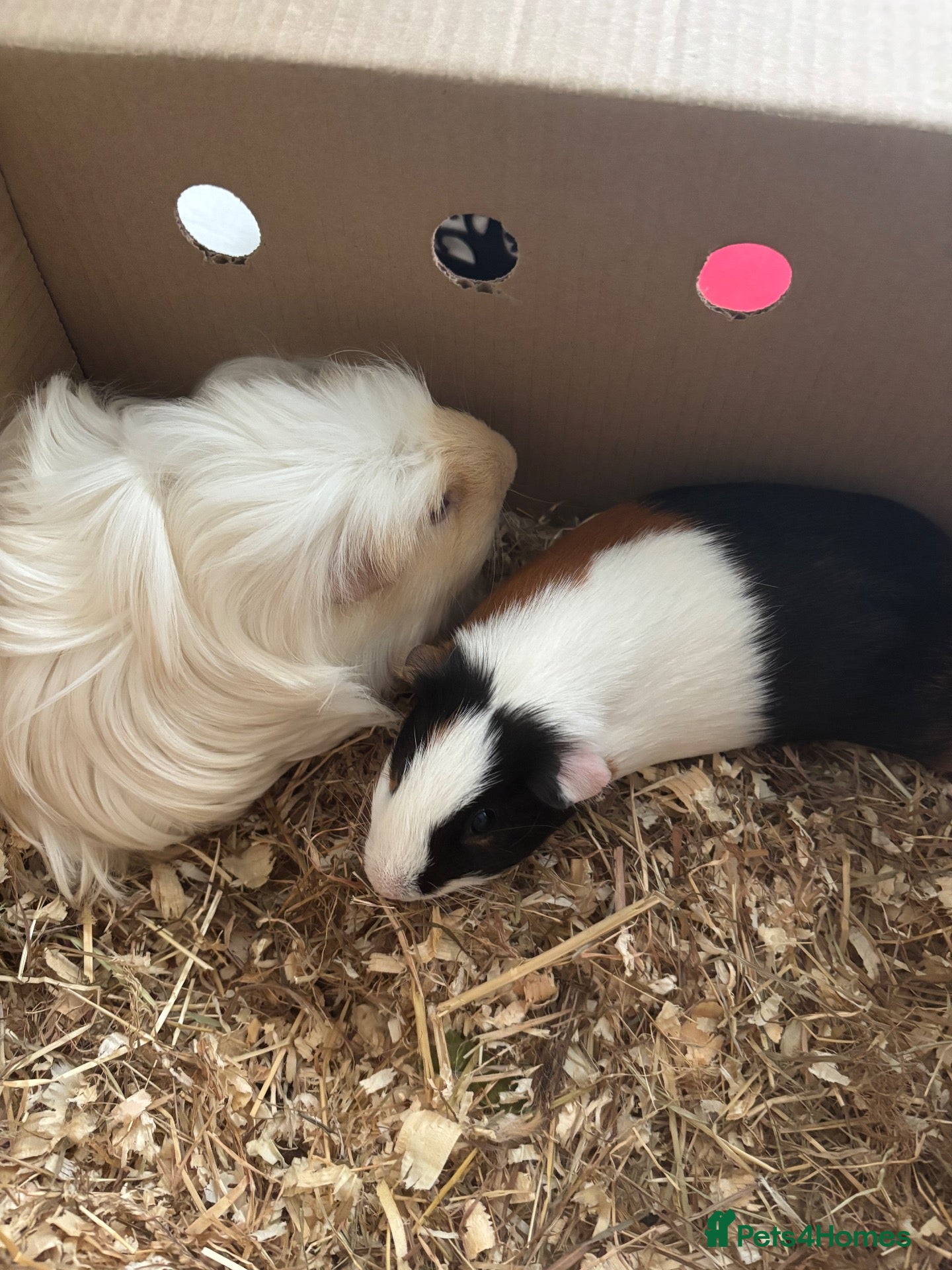 Guinea Pig rodents Male guinea pigs - Advert 1