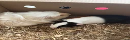 Guinea Pig rodents for sale: Male guinea pigs - Advert 1