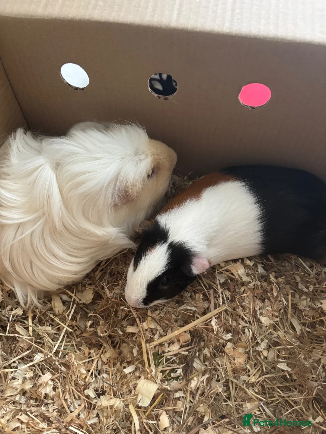 Guinea Pig rodents for sale: Male guinea pigs - Advert 1