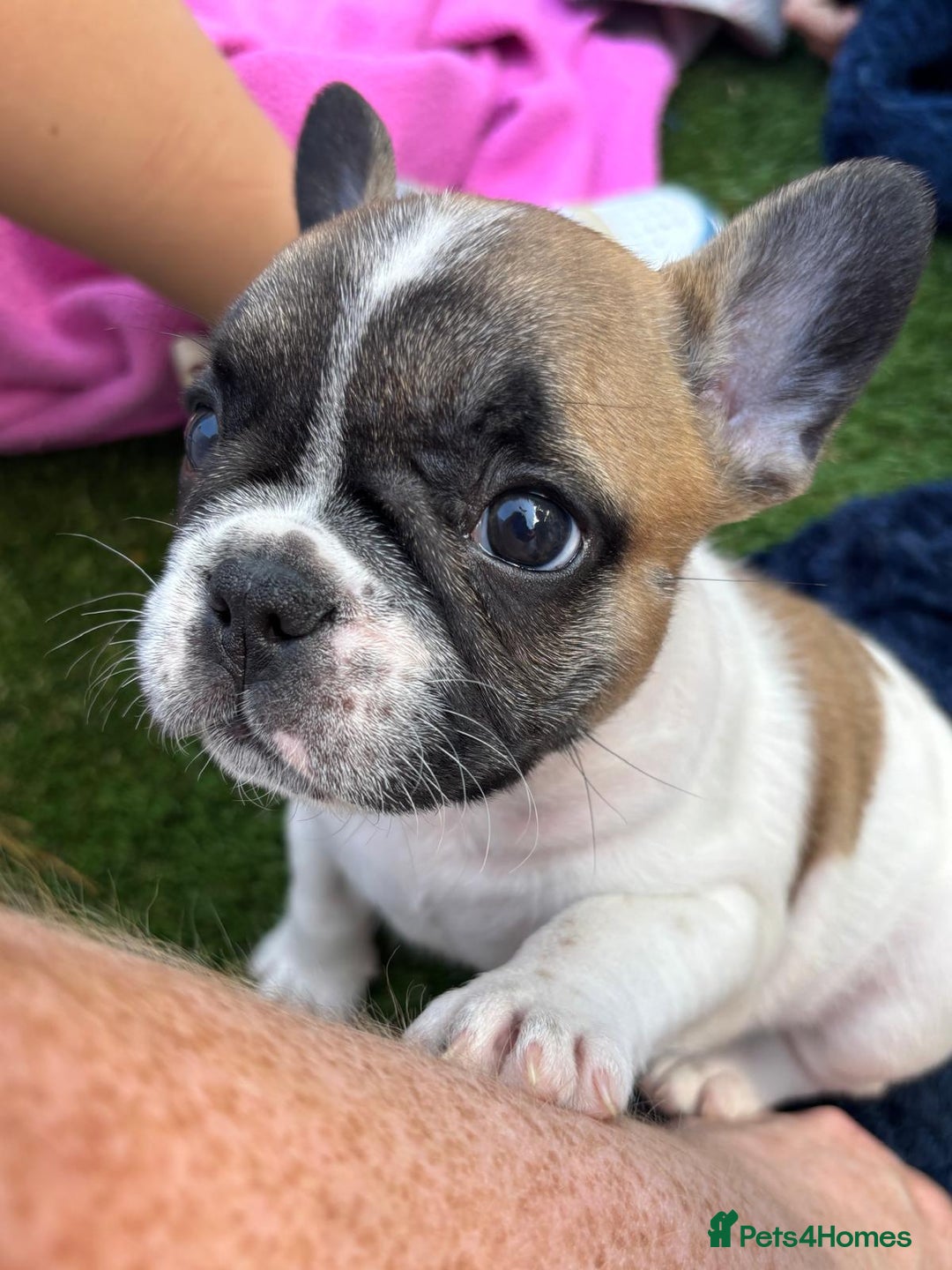 French Bulldog dogs for sale: French bulldog puppies - Image 4
