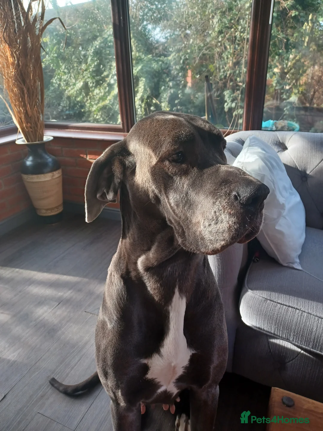 Great Dane dogs for sale: Female great dane 3 years old - Advert 1