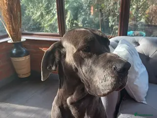 Great Dane dogs Female great dane 3 years old - Advert 4