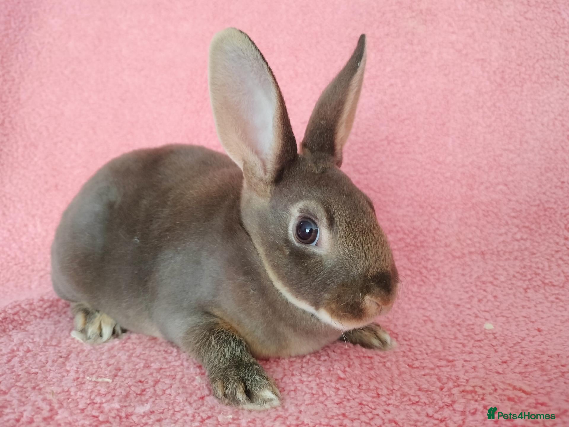 Rex rabbits Baby mini rex for sale  - Advert 7