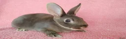 Rex rabbits for sale: Baby mini rex for sale  - Advert 5