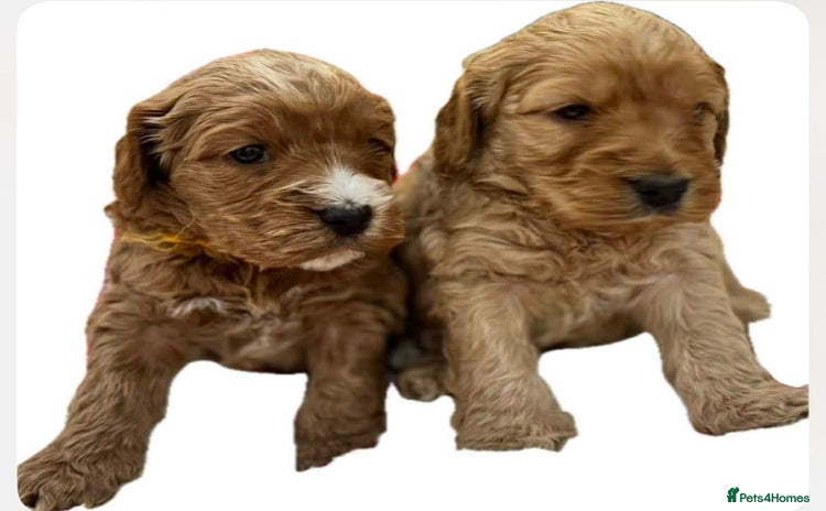 Cockapoo dogs F1 Golden Cockapoo 5 star fully health tested  - Advert 3