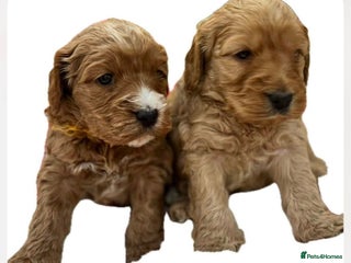 Cockapoo dogs F1 Golden Cockapoo 5 star fully health tested - Advert 1