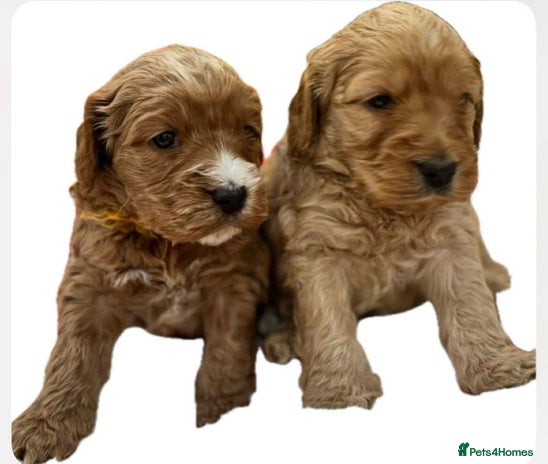 Cockapoo dogs F1 Golden Cockapoo 5 star fully health tested - Advert 1