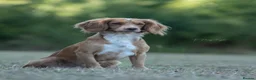 Cocker Spaniel dogs for stud: FTCH X OFTW health tested stud - Advert 2