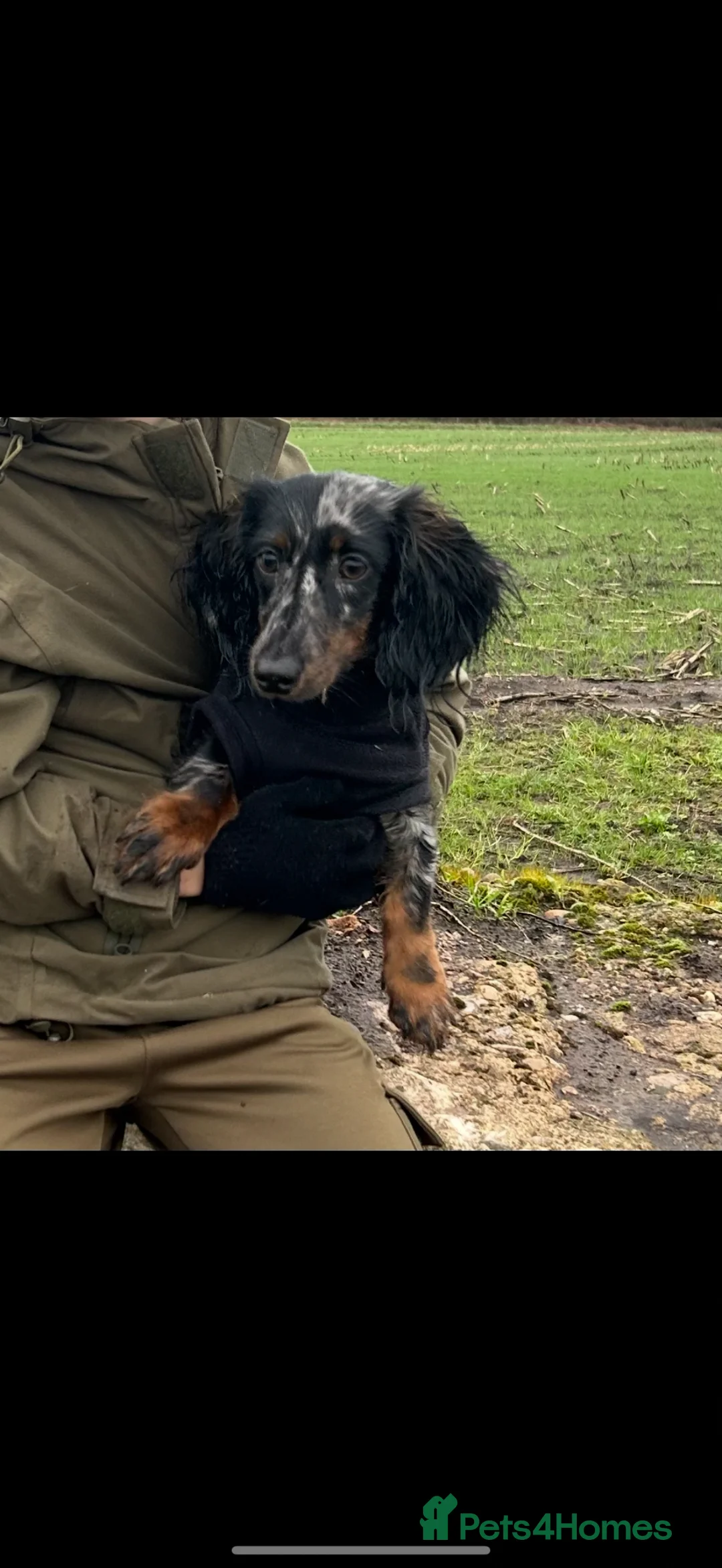 Miniature Dachshund dogs for stud: Minature silver dapple & tan longhaired dachshund  - Advert 2