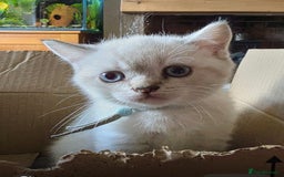 British Shorthair cats for sale: Pedigree British shorthair kitten seeks family  - Image 3