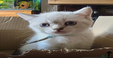 British Shorthair cats - Advert 16