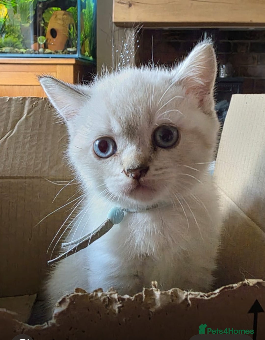 British Shorthair cats for sale: Pedigree British shorthair kitten seeks family  - Image 3