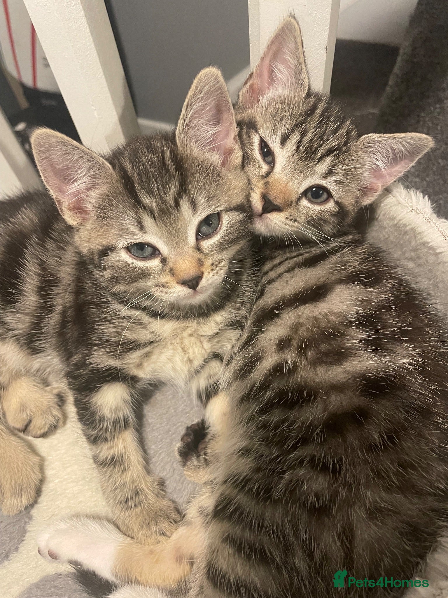 Mixed Breed cats Kittens for sale - Advert 1