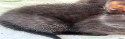 Mixed Breed cats for sale: Lovely black kittens  - Advert 4