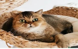 Scottish Fold cats for sale: Rare colours Scottish fold  in Brackley - Image 3