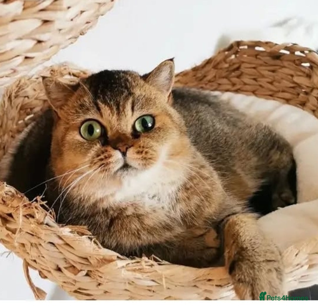 Scottish Fold cats for sale: Rare colours Scottish fold  in Brackley - Image 3