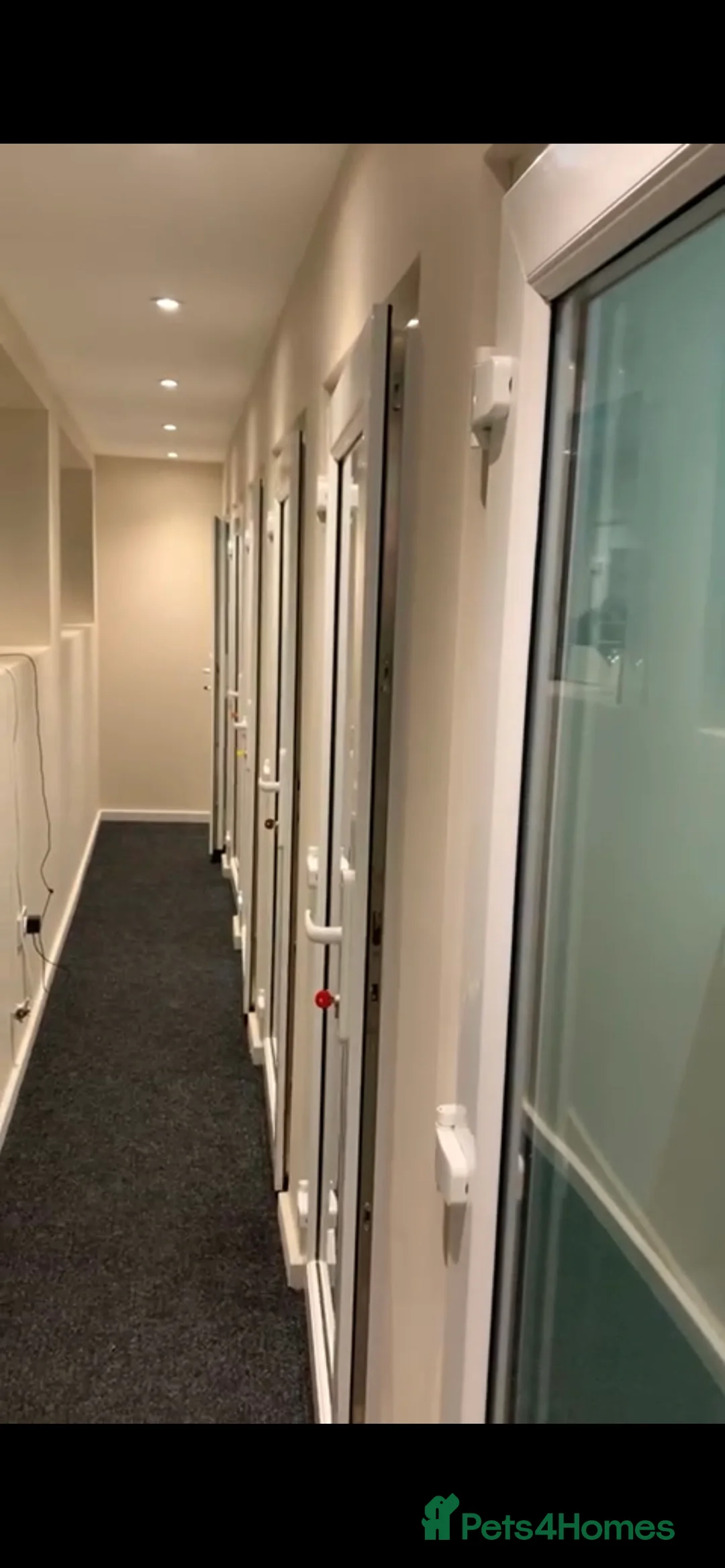 Maine Coon cats for stud: TICA champion and ICWW Maine Coon stud available  in Brighouse - Advert 29