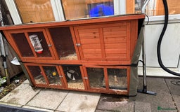 English rabbits for sale: Rabbit - Image 3