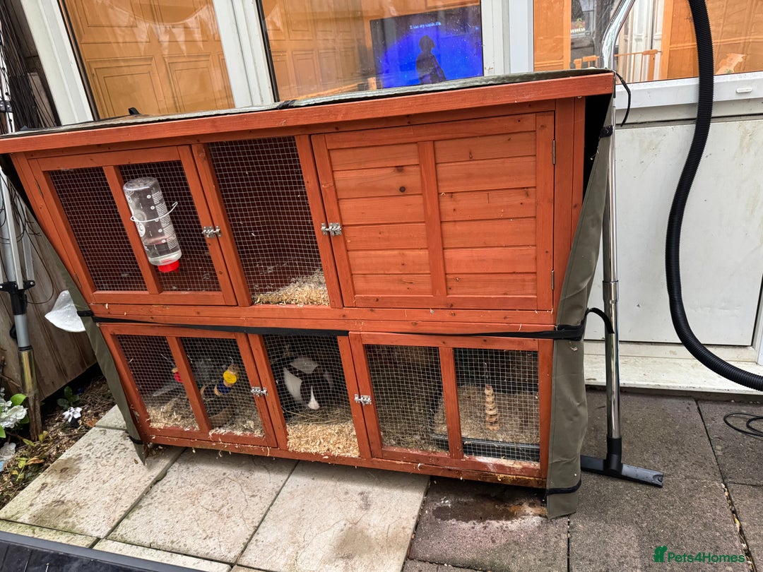 English rabbits for sale: Rabbit - Image 3