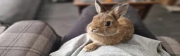 Netherland Dwarf rabbits for sale: Cute, Friendly, Young Female Netherland Dwarf  - Advert 4