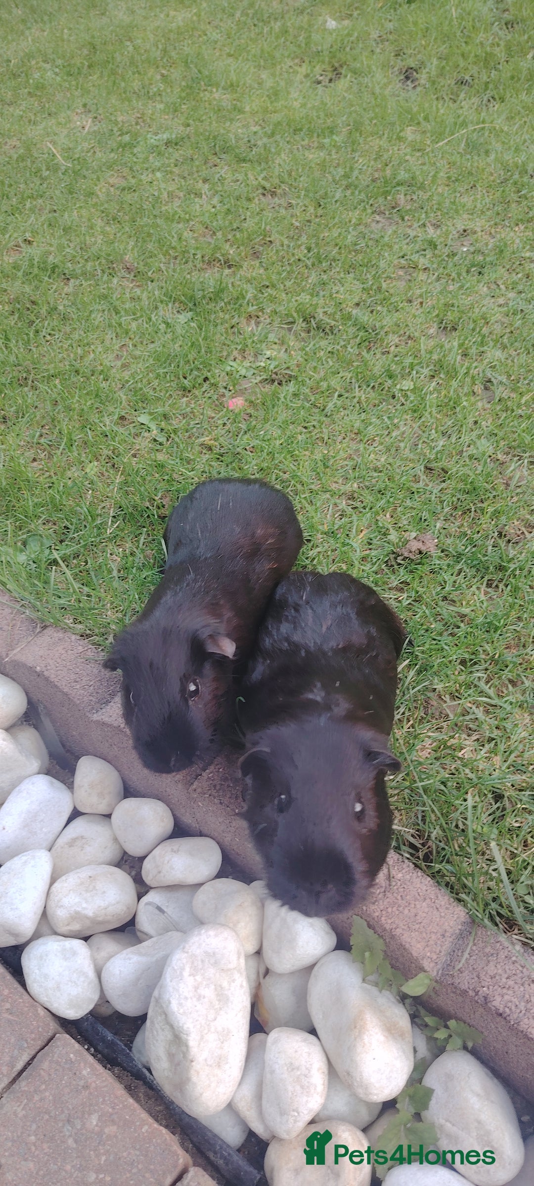 Guinea Pig rodents for sale: Two male guinea pigs brothers well bonded  - Image 2