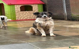 Mixed Breed dogs for adoption: Hilda - Norwich Norfolk  - Image 23