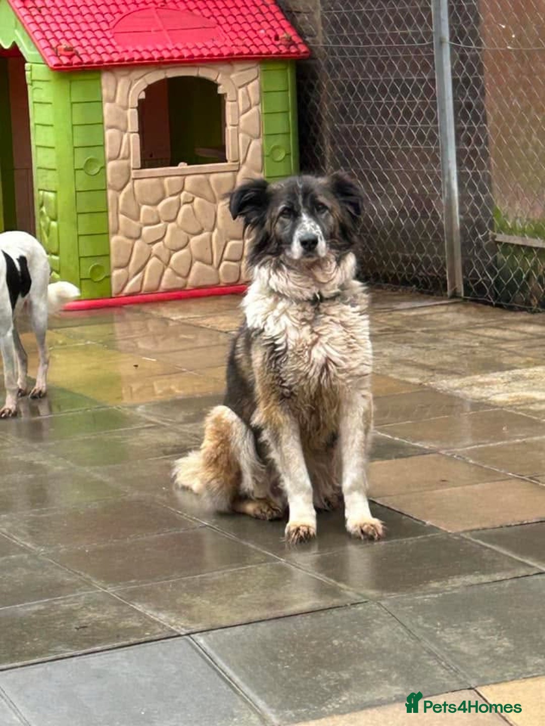 Mixed Breed dogs for adoption: Hilda - Norwich Norfolk  - Image 23